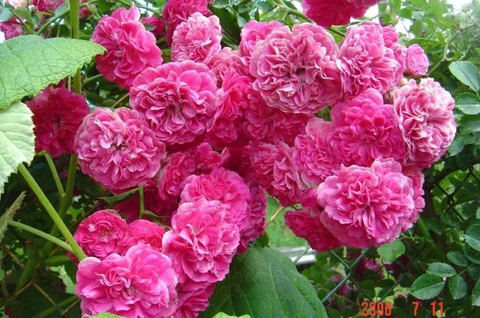 Продам саженцы розы Super Star- фото № 10