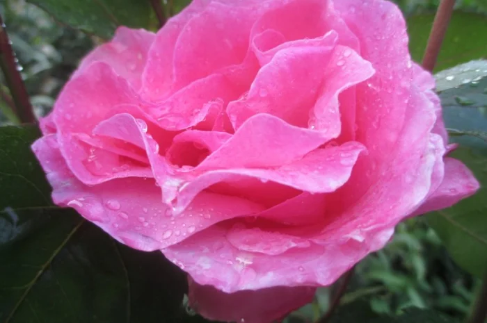 Продам саженцы розы Super Star- фото № 12