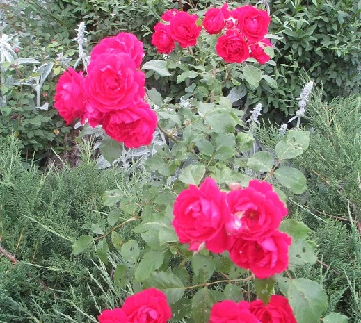 Продам саженцы розы Super Star- фото № 13