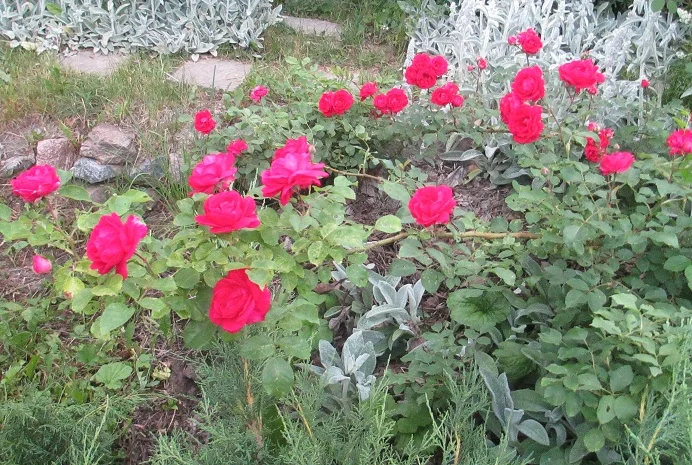 Продам саженцы розы Super Star- фото № 15