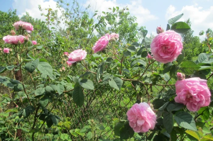 Продам саженцы розы Super Star- фото № 16