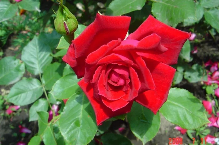 Продам саженцы розы Super Star- фото № 2