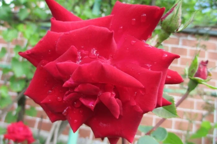 Продам саженцы розы Super Star- фото № 3