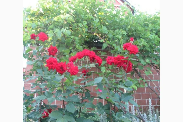 Продам саженцы розы Super Star- фото № 4