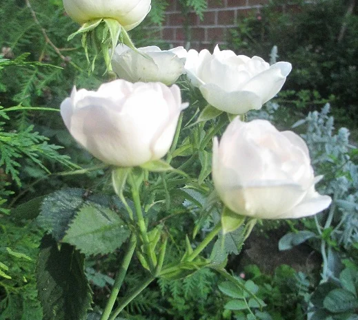 Продам саженцы розы Super Star- фото № 5