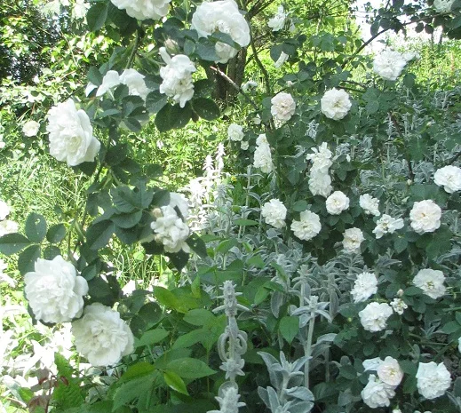 Продам саженцы розы Super Star- фото № 6