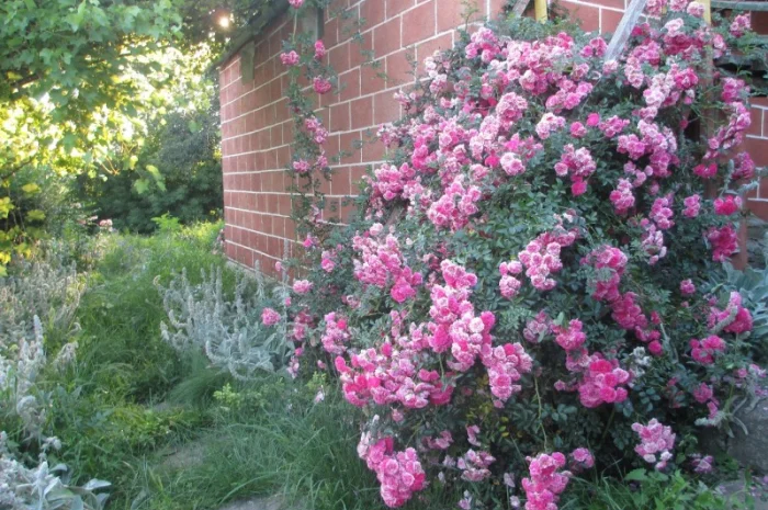 Продам саженцы розы Super Star- фото № 8