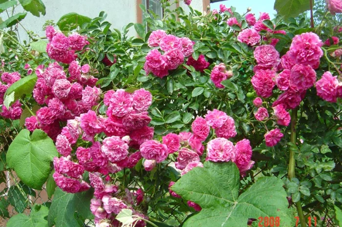 Продам саженцы розы Super Star- фото № 9