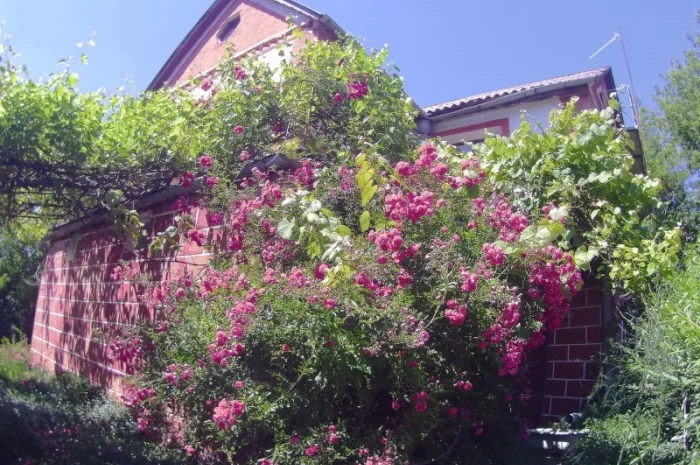 Продам саджанці троянди плетючої рожевої- фото № 1