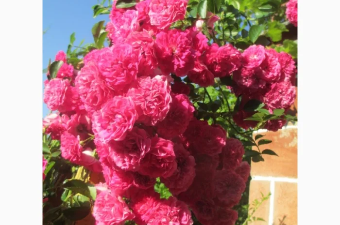 Продам саджанці троянди плетючої рожевої- фото № 2