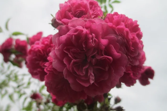 Продам саджанці троянди плетючої рожевої- фото № 3