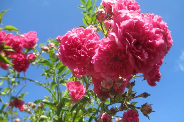 Продам саджанці троянди плетючої рожевої- фото № 4