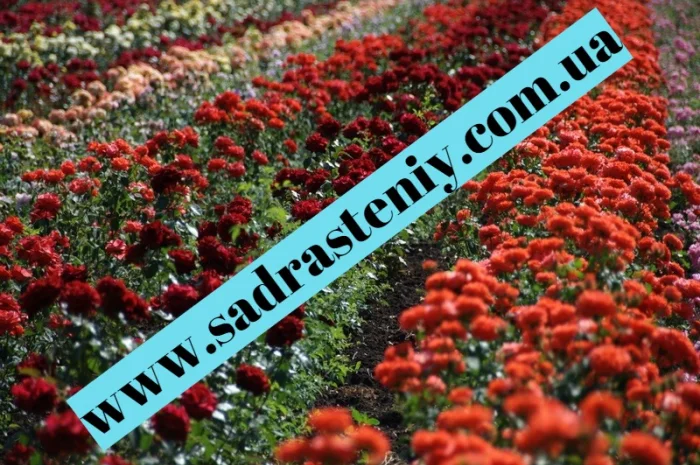 Питомник "Сад растений" реализует саженцы роз на ВЕСНУ 2025- фото № 1