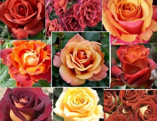 Саженцы роз в питомнике "Сад Растений"- фото № 7