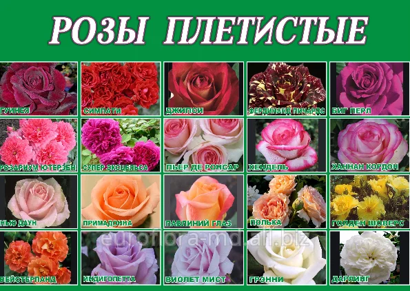 Саженцы роз различных сортов от питомника 'Сад Растений'- фото № 8