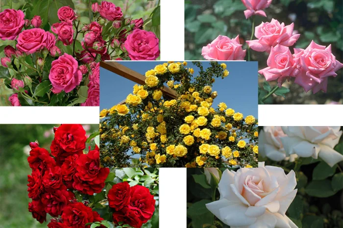 Саженцы роз в питомнике "Сад Растений"- фото № 8