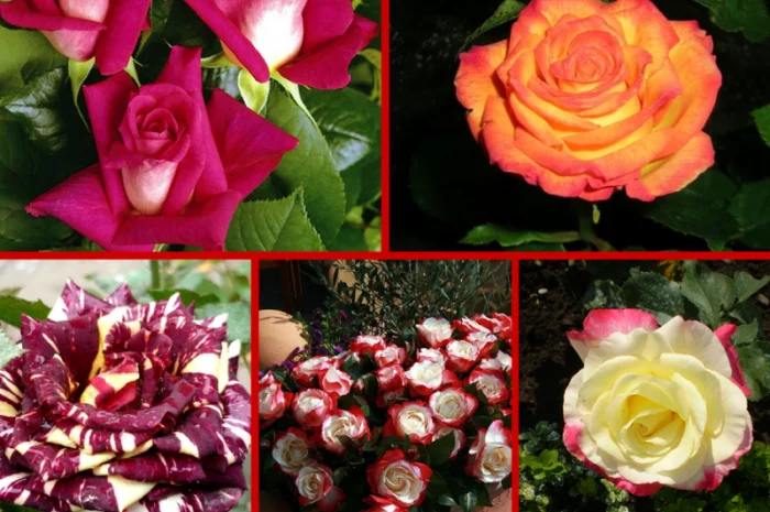 Широкий выбор новинок роз и плодовых деревьев- фото № 8