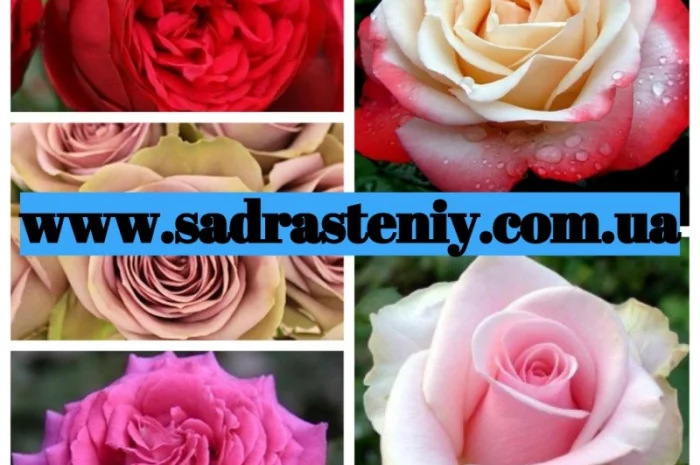 Саженцы новых сортов плетистых, английских, кустовых роз- фото № 1