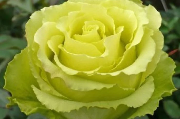 Ремонтантные сорта роз в питомнике "Сад Растений"- фото № 3