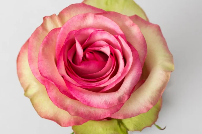 Ремонтантные сорта роз от питомника "Сад Растений"- фото № 7