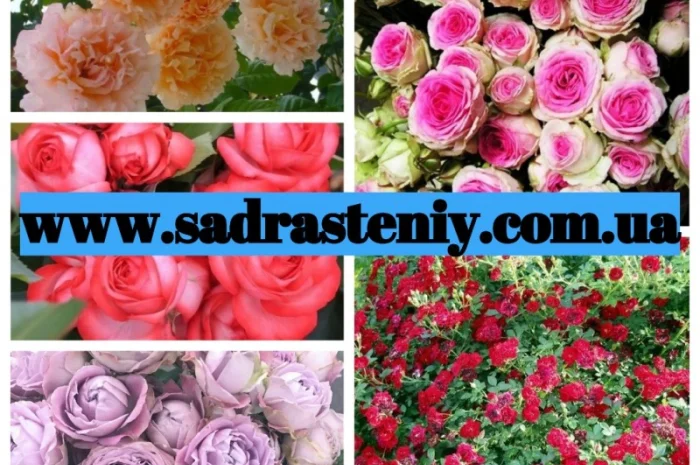 Питомник принимает предзаказы роз на ВЕСНУ 2025- фото № 1