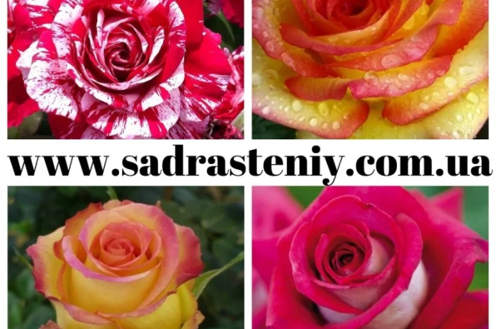 Новые сорта роз в ассортименте. Питомник "Сад растений"- фото № 3