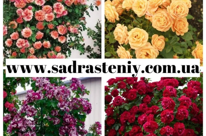 Питомник реализует саженцы только ремонтантных роз, которые цветут до самых морозов- фото № 1