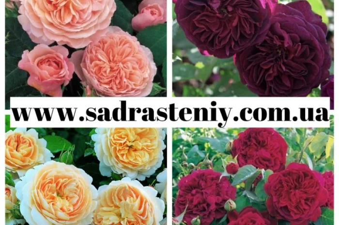 Питомник реализует саженцы только ремонтантных роз, которые цветут до самых морозов- фото № 2