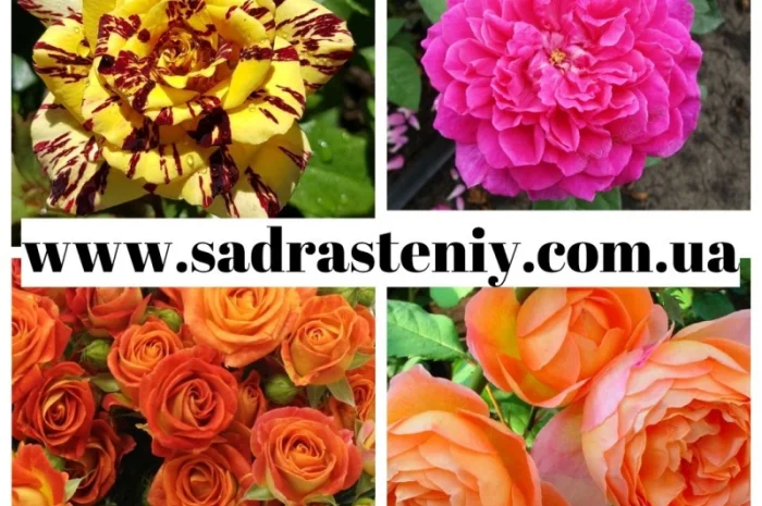 Питомник реализует саженцы только ремонтантных роз, которые цветут до самых морозов- фото № 6