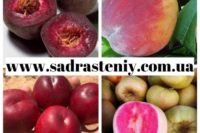 Английские, чайно-гибридные, почвопокрывные, бордюрные, плетистые розы.Продажа ВЕСНА 2025- фото № 2