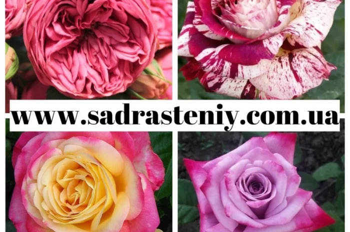 Английские, чайно-гибридные, почвопокрывные, бордюрные, плетистые розы.Продажа ВЕСНА 2025- фото № 4