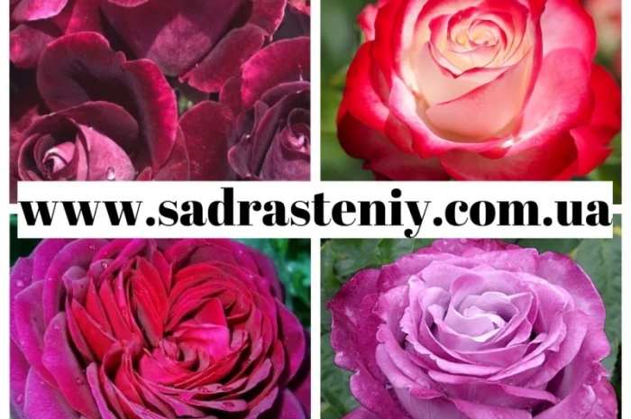 Английские, чайно-гибридные, почвопокрывные, бордюрные, плетистые розы.Продажа ВЕСНА 2025- фото № 6