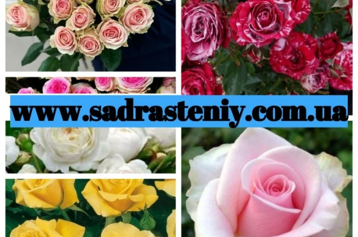 Английские, чайно-гибридные, почвопокрывные, бордюрные, плетистые розы.Продажа ВЕСНА 2025- фото № 8