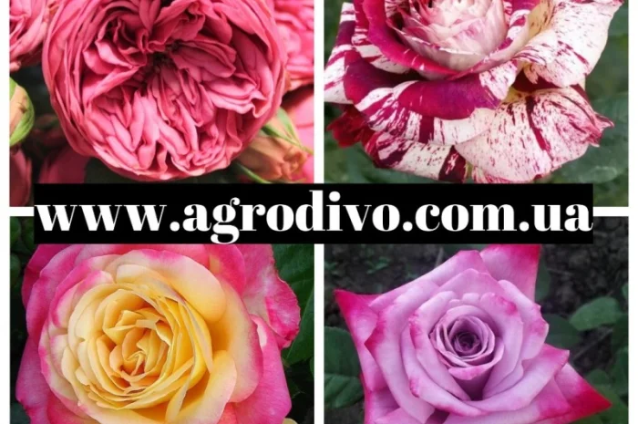 Саженцы Роз от производителя, 100% Качество- фото № 5