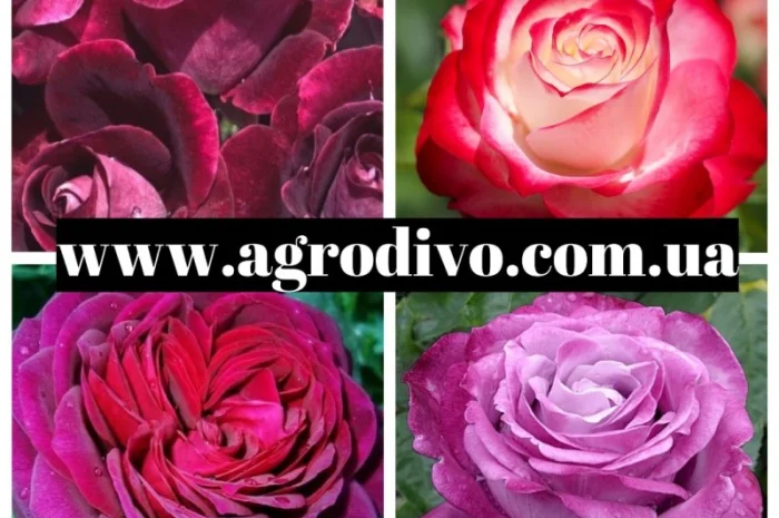 Питомник реализует саженцы роз на ВЕСНУ 2025- фото № 2