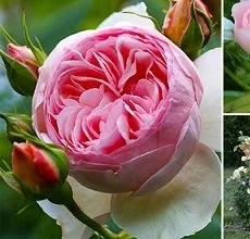 Питомник реализует саженцы роз на ВЕСНУ 2025- фото № 3