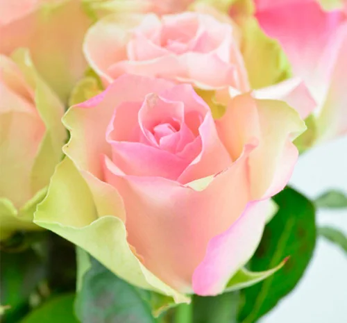 Питомник реализует саженцы роз на ВЕСНУ 2025- фото № 4