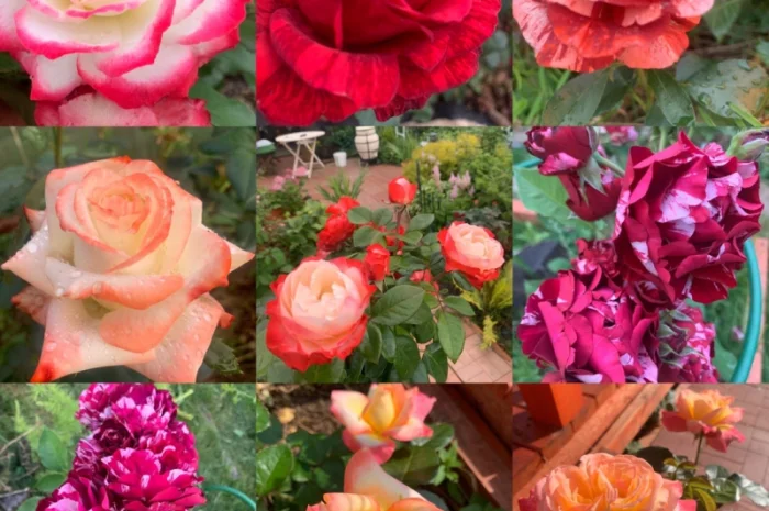 Питомник предлагает саженцы роз на весну 2026- фото № 8