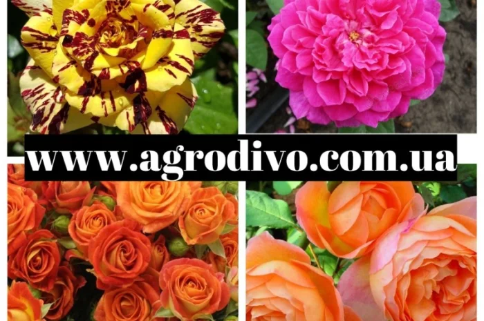 Большой ассортимент роз и плодовых деревьев- фото № 4