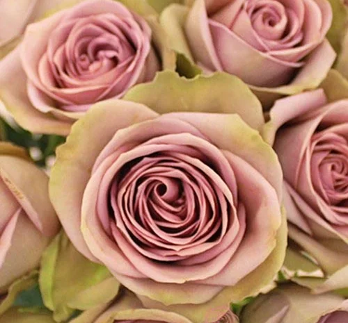 Большой ассортимент роз и плодовых деревьев- фото № 5