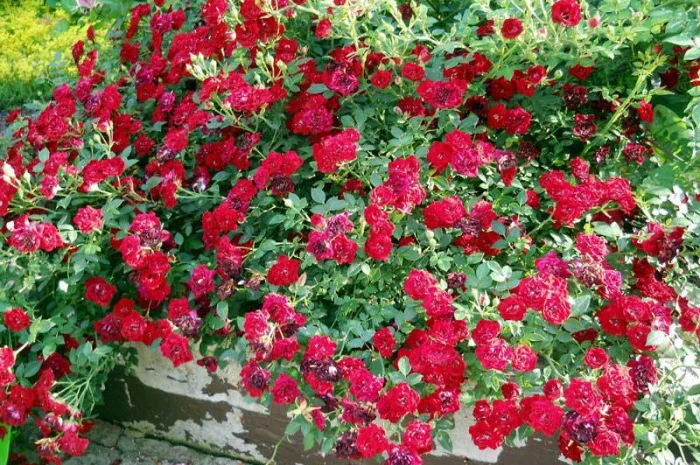 Большой ассортимент роз и плодовых деревьев- фото № 6