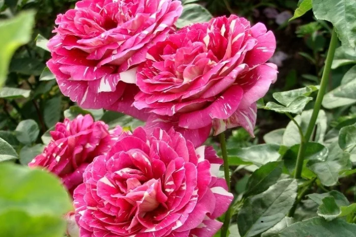 Большой ассортимент роз и плодовых деревьев- фото № 8