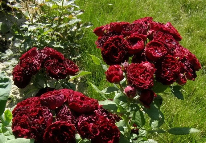 Большой ассортимент роз и плодовых деревьев- фото № 9