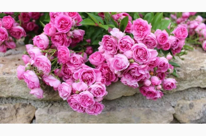 Саженцы роз в питомнике "АГРОДИВО". Лучшие цены. Новые сорта- фото № 3