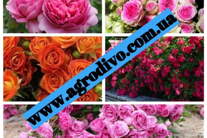 Саженцы роз, более 130 сортов от прозводителя продукции- фото № 3