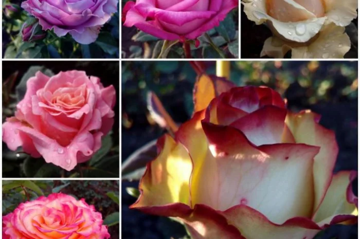 Саженцы роз, более 130 сортов от прозводителя продукции- фото № 4