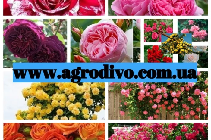 Продажа саженцы роз на ВЕСНУ 2025 в питомнике "АГРОДИВО"- фото № 2