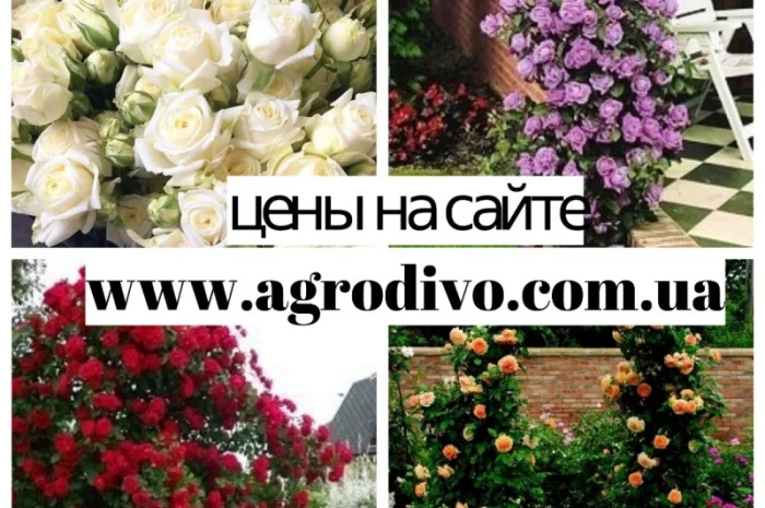 Саженцы плетистых, английких, чайно-гибридных, бардюрных, парковых и миниатюрных роз- фото № 5