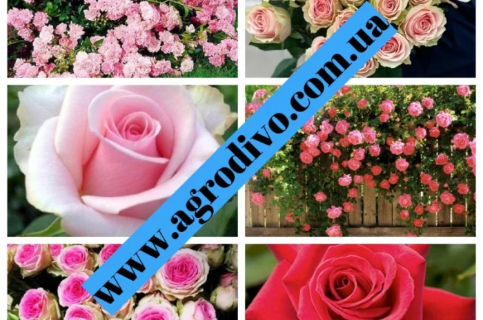 Розы высшего качества от производителя продукции в питомнике "АГРОДИВО"- фото № 1