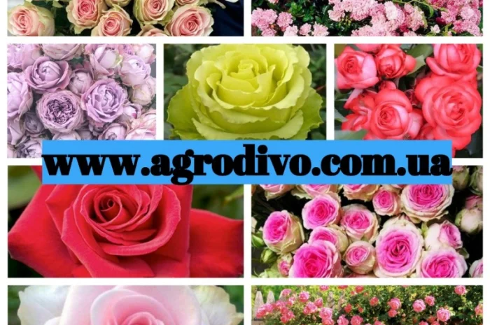 Продажа саженцев роз на ВЕСНУ 2025. Новые сорта в питомнике "АГРОДИВО"- фото № 1